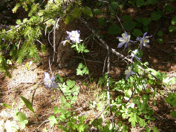 A Group Of Columbines