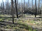 Trees Burned By the 2020 Fire