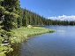 The Western Weedbed