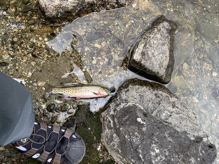 A 7-inch Cutthroat Trout