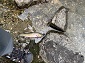 `A 7-inch Cutthroat Trout