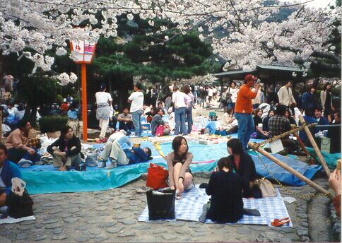 Cherry Blossom Festival Partying