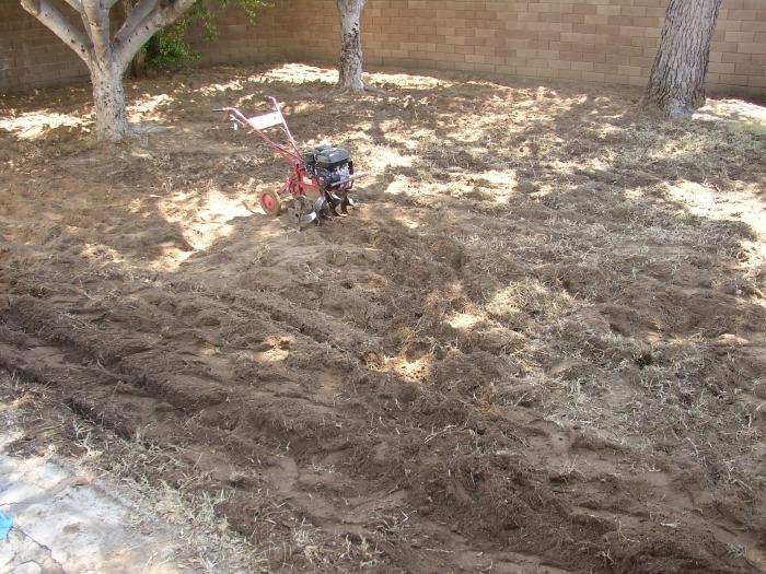 After Killing And Rototilling The Grass, #1