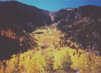 The Aspens in Autumn