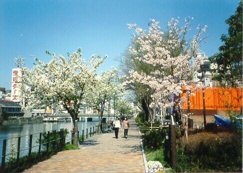 Pink & White Cherry Blossom Trees